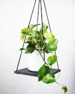 皇家马德里足球俱乐部队徽 - 白色背景上的金色皇冠